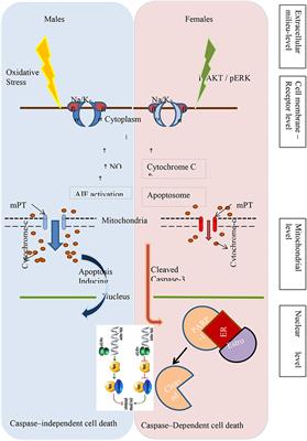 Sex Differences in Brain Injury and Repair in Newborn Infants: Clinical Evidence and Biological Mechanisms